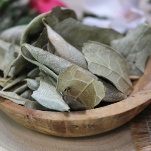 Feuilles de boldo