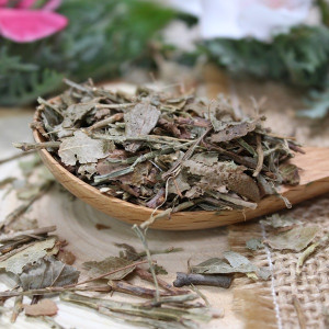 Feuilles de myrtille