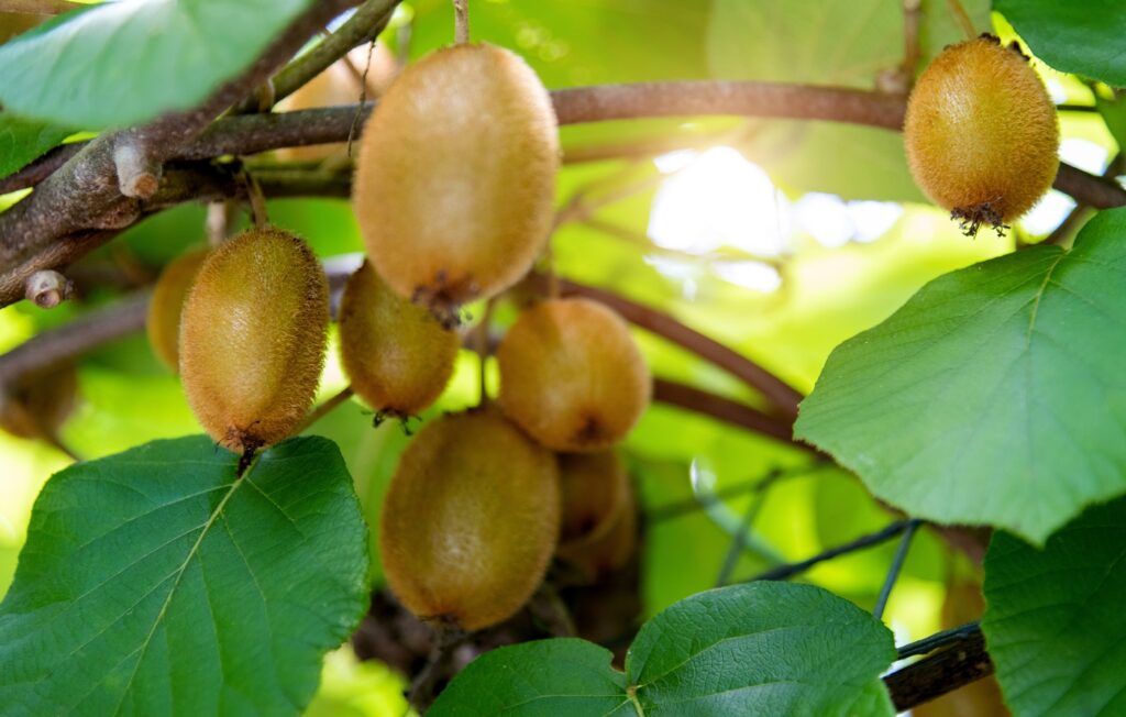 culture kiwi arbre
